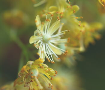 Beruhigenden Sauerhonig mit Lindenblüten herstellen: zu sehen ist eine Lindenblüte