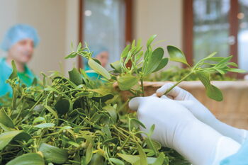 Krebstherapie mit Misteln