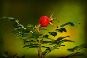 Sauerhonig für das Immunsystem mit Hagebutte herstellen: zu sehen ist eine Hagebutte am Strauch